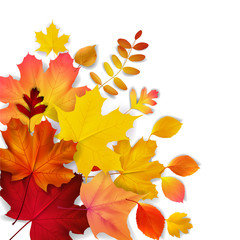 Isolated yellow, orange, red autumn leaves, vector illustration