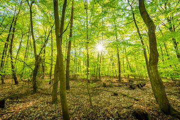 Fototapeta na wymiar Wald