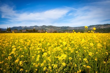 Sea of yellow flowers