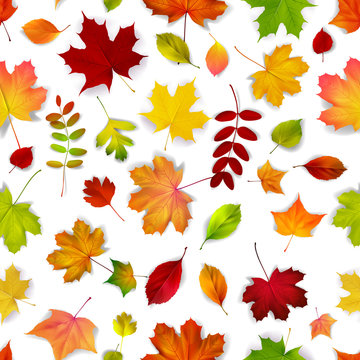 Vector autumn leaves seamless pattern