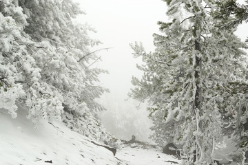 Winter trail in Oregon