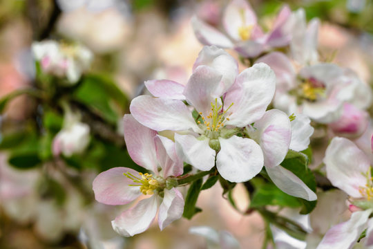 Blooming apple tree branch in springtime.