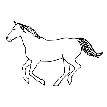 Vector outline illustration of running horse