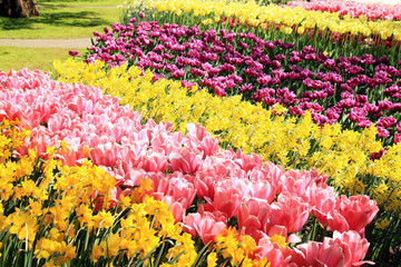 Colorful tulips and narcissus bed at the garden