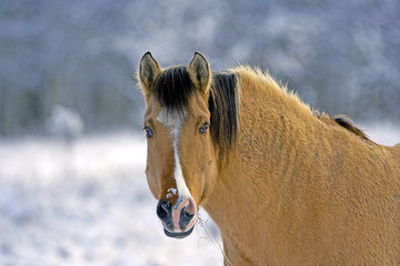Beautiful Palomino standing in winter pasture