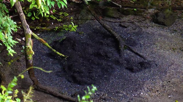 富士の湧き水(4K UHD)