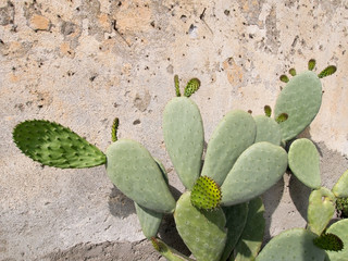 Indian fig plant in spring with new growth. In sunshine.