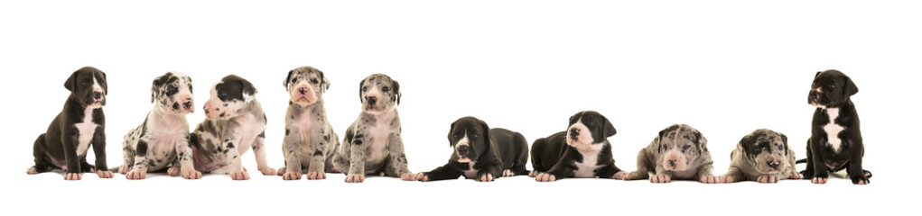 Litter of 10 cute great dane puppies isolated on a white background