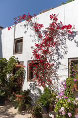 Flowers in Panagia Episkopi Church in Santorini island, Thira, Cyclades, Greece