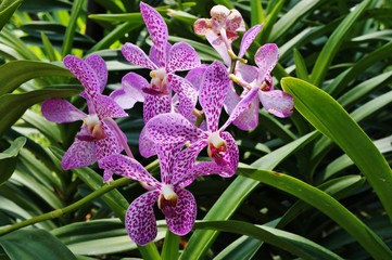 Purple aranda orchid flower