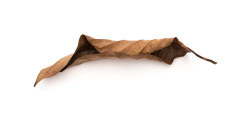 faded leaf on a white background