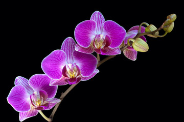 Obraz na płótnie Canvas A spray of Orchid flowers