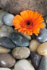 Fototapeta na wymiar Orange Gerbera amongst stones