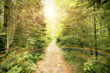 Sunset behind the Forrest