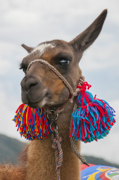 Alpaca