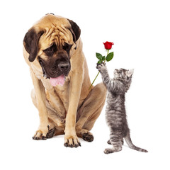 Kitten Handing Big Dog a Rose Flower
