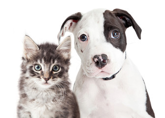 Black and White Puppy and Kitten
