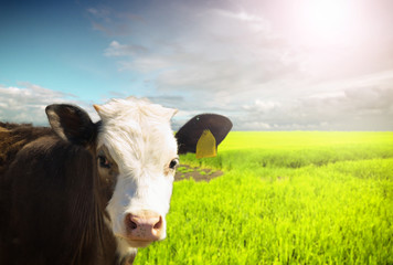 Cows at pasture