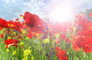 Obraz premium Letnie kwiaty