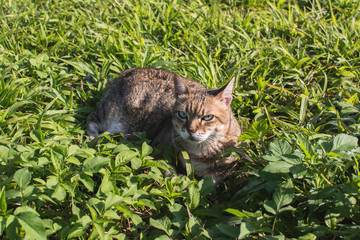 domestic cat in outdoor