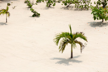 Small palm tree, beach landscaping