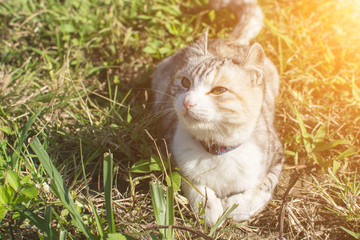 domestic cat in outdoor