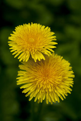 dandelions against green background.