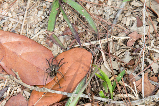 Wolf spider in Belize on dead leaves