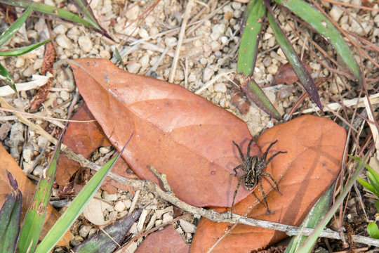 Wolf spider in Belize - right side