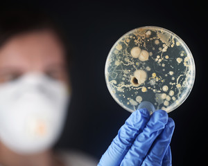 Examining bacteria in a petri dish