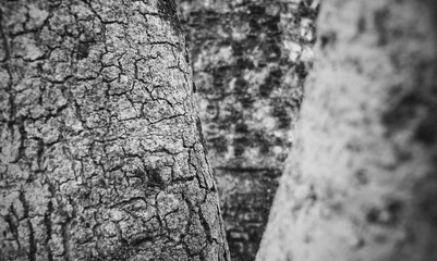 Tree texture in close up