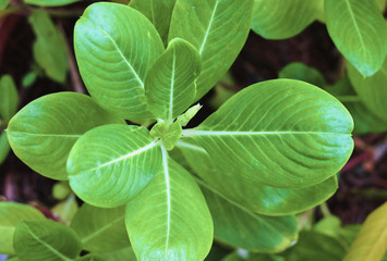 Green leaf in close up
