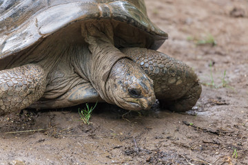 Possibly a Seychelles Giant Tortoise (Dipsochelys hololissa) extinct species