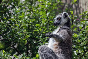 Ring-Tailed Lemur (Lemur catta)