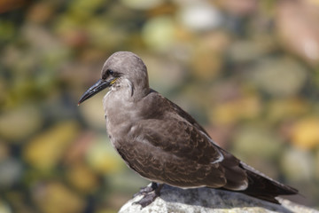 Female Inca Tern (Larosterna inca)