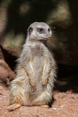 Slender-tailed Meerkat (Suricatta suricatta)