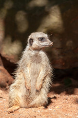 Slender-tailed Meerkat (Suricatta suricatta)