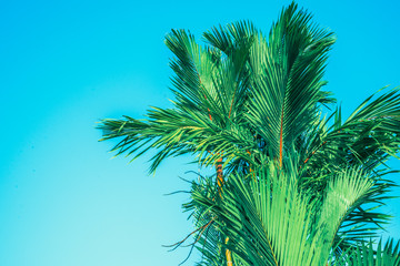 palm tree,Cyrtostachys renda Blume