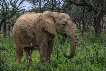 Fototapeta na wymiar Elephant in the wild at the Welgevonden Game Reserve in South Africa