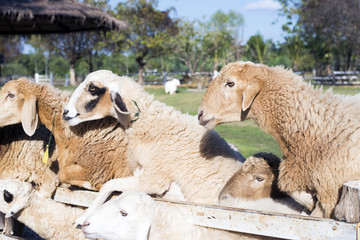 Obraz premium sheep farm