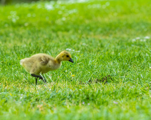 Canada goose chick on grass