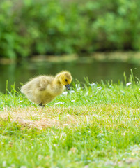 canada goose chick feeding on grass