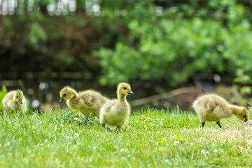 Canada goose chicks feeding on grass