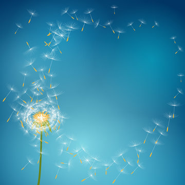 Dandelion flower with seeds flying away with the wind - vector love summer spring background