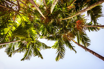 tropical palms - Stock Image 
