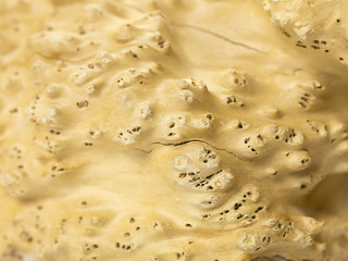 close up image of a conch shell
