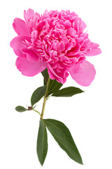 Peony flower on white