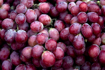 Red wine grapes background/ dark grapes, blue grapes , Red Grape , Vitis vinifera L. , VITACEAE , Cardinal Grape , Emperor Grape