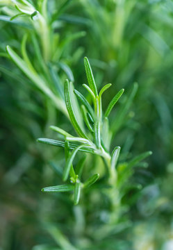 Some fresh Rosemary (close-up shot)