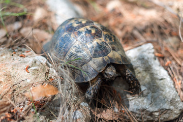 Turtle in Turkey, Asia Minor